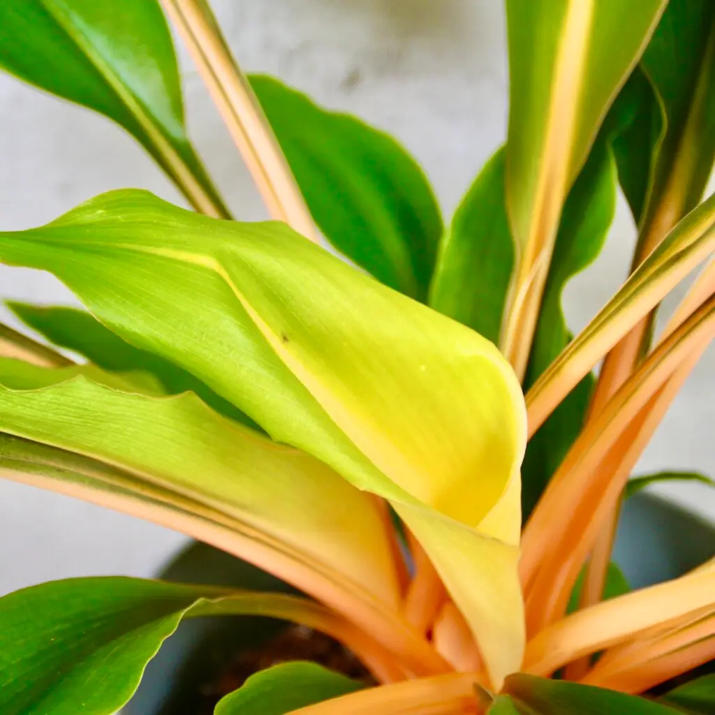 Zelenec-Chlorophytum-green-orange-rastlinkovo