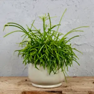 rhipsalis-oasis-rastlinkovo