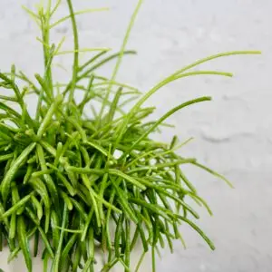 rhipsalis-oasis-rastlinkovo
