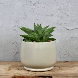 haworthia-limifolia-spider-white-rastlinkovo
