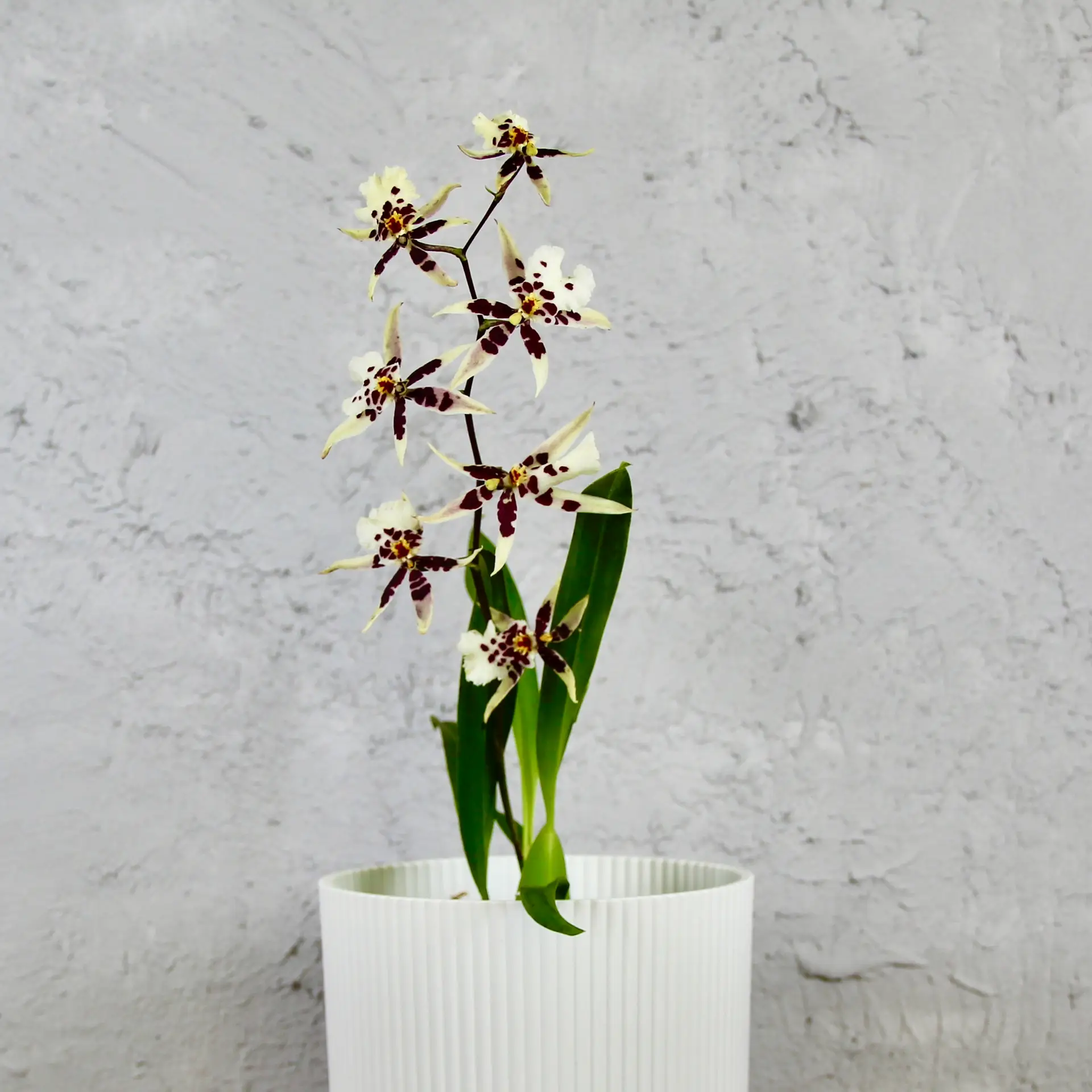Orchidea Oncidium bordovo biela 1 orchidea-oncidium-bordovo-biela-rastlinkovo