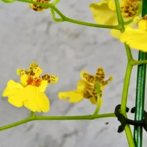 orchidea-oncidium-zlta-rastlinkovo
