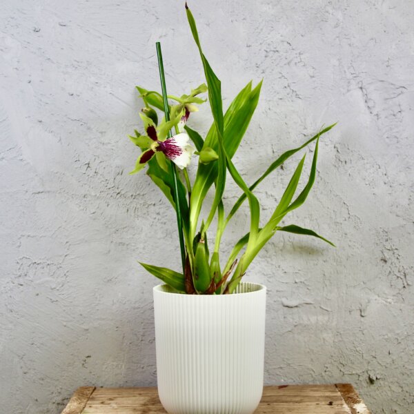 orchidea-oncidium-zeleno-biela-rastlinkovo
