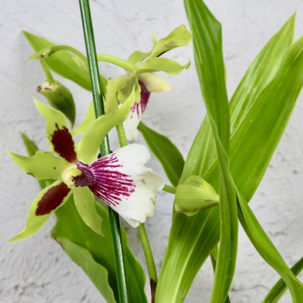 orchidea-oncidium-zeleno-biela-rastlinkovo