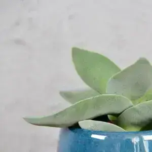 crassula-boomerang-baby-rastlinkovo