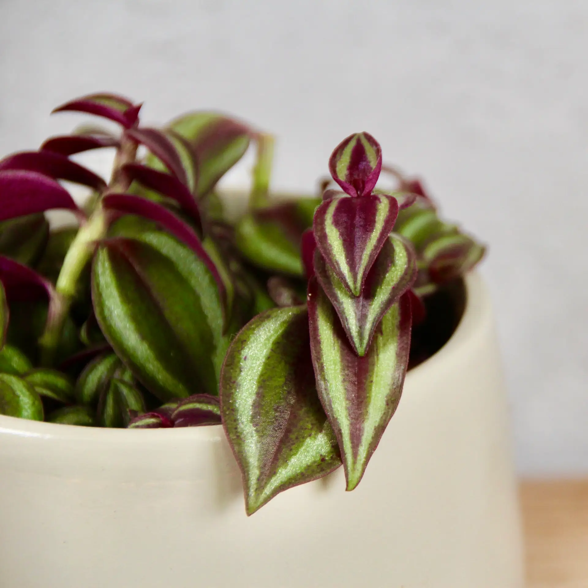 E-shop Tradescantia purple passion baby