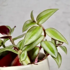 tradescantia-zebra-rastlinkovo