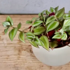 tradescantia-zebra-rastlinkovo