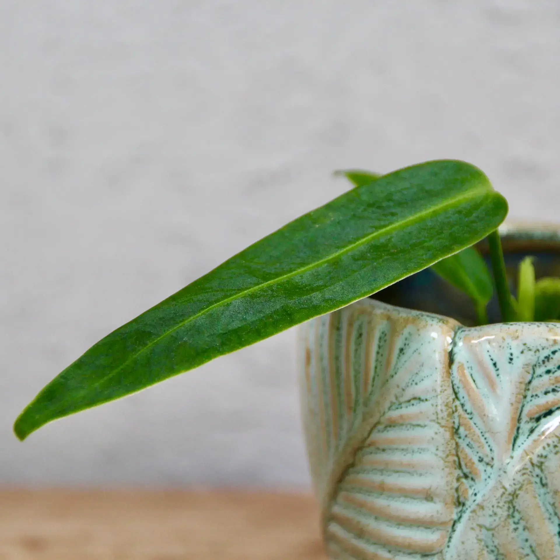 E-shop Anthurium Warocqueanum baby