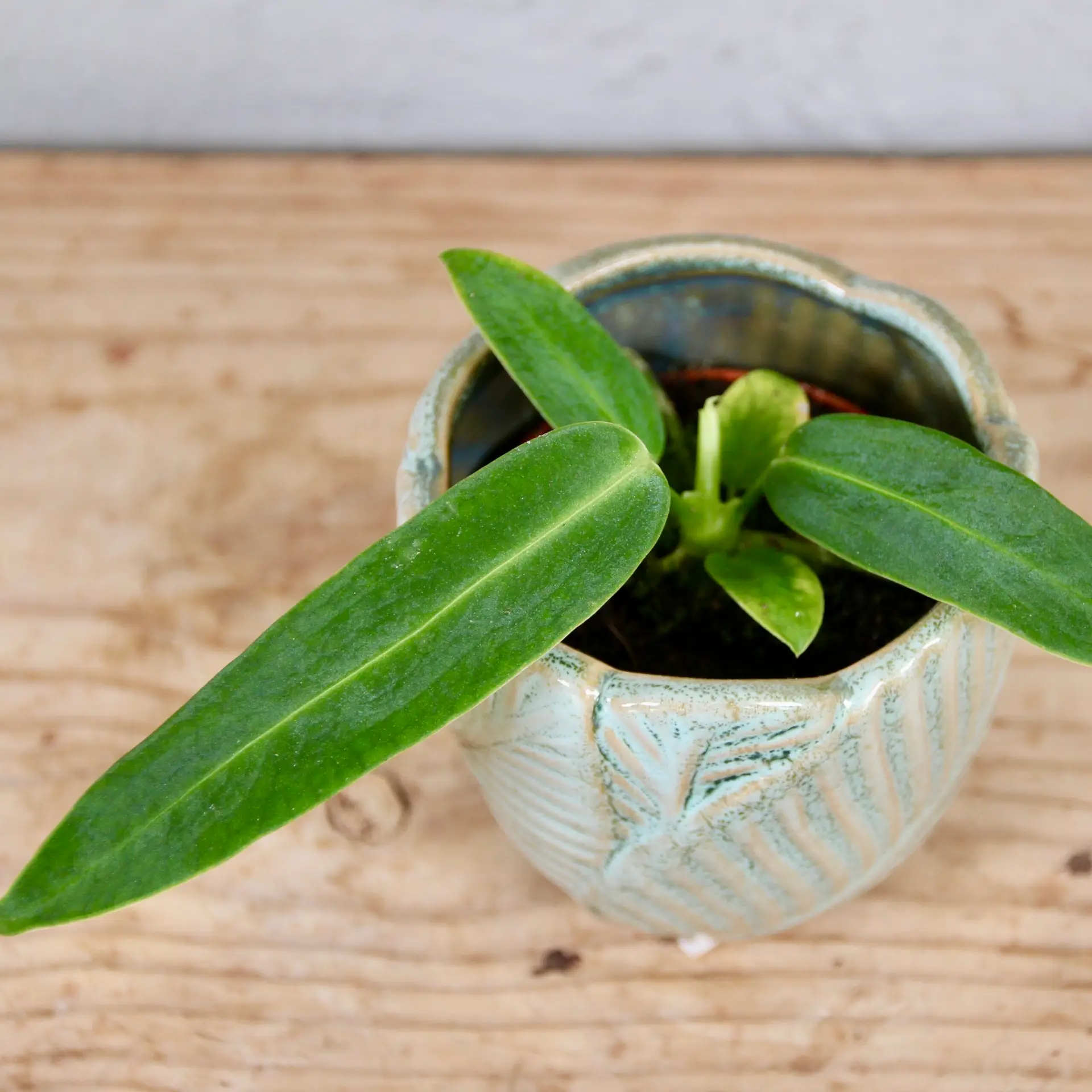 Anthurium Warocqueanum baby 2 anthurium-warocqueanum-rastlinkovo