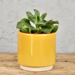 crassula-untilatifolia-rastlinkovo