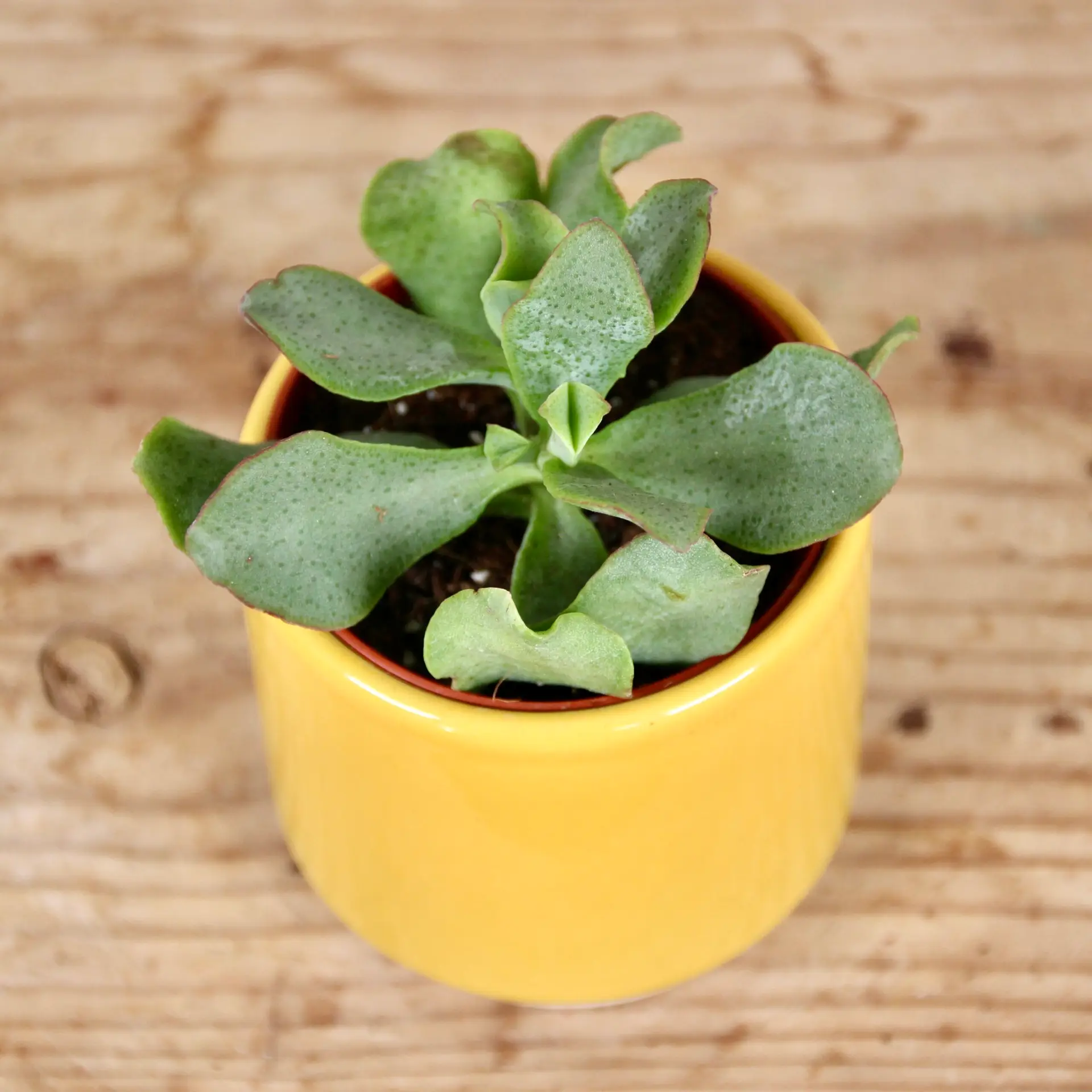 E-shop Crassula Undilatifolia baby