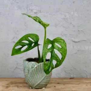 monstera-adansonii-mint-rastlinkovo