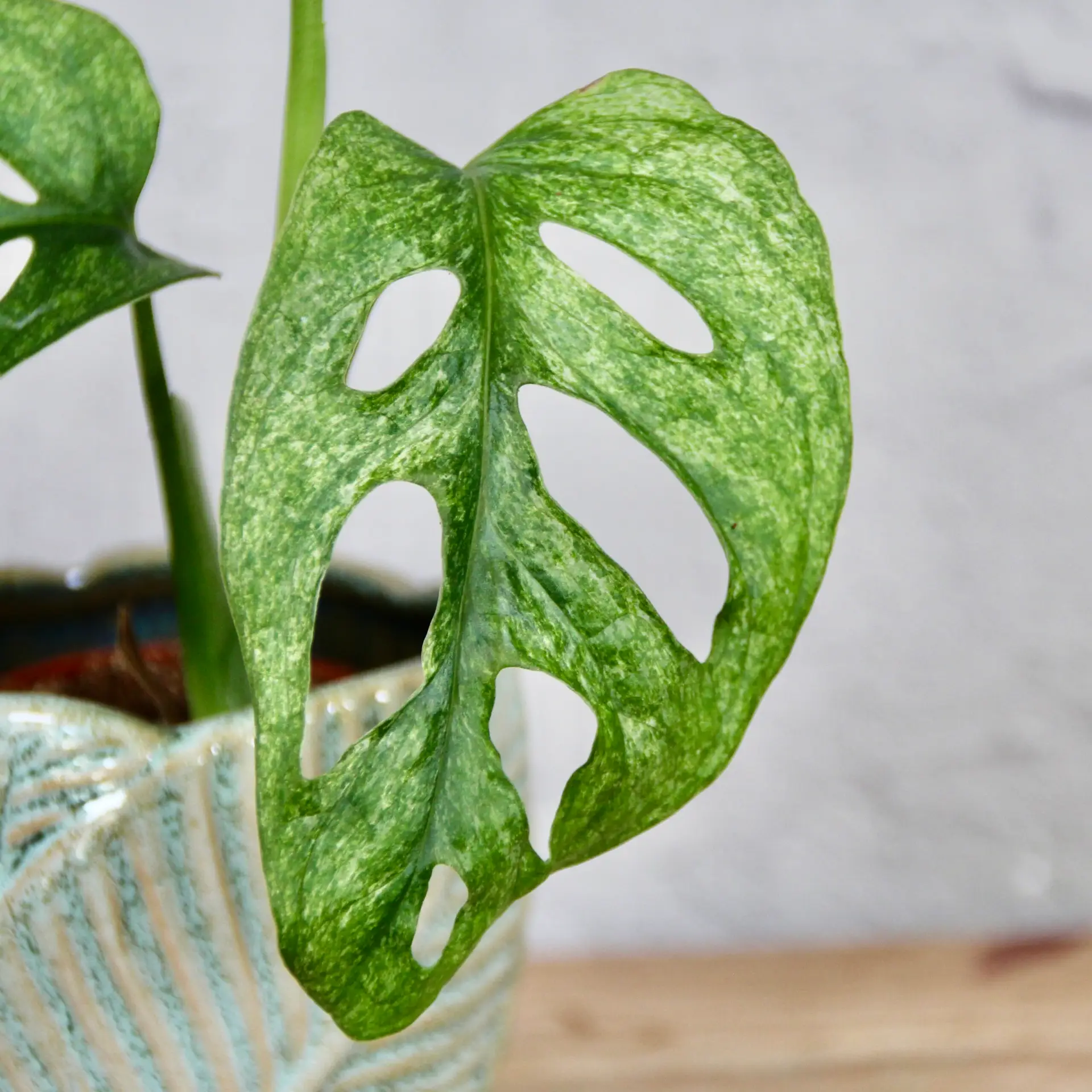 E-shop Monstera Adansonii Mint baby