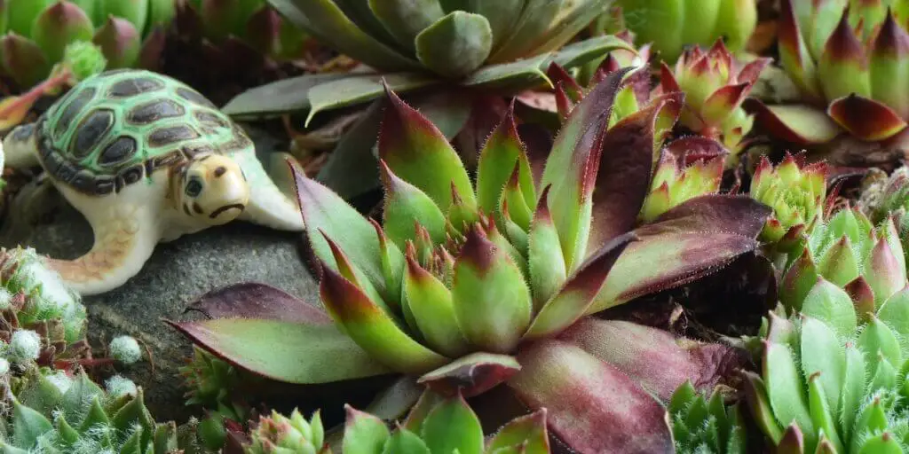 echeveria-eseveria-duznatka-rastlinkovo