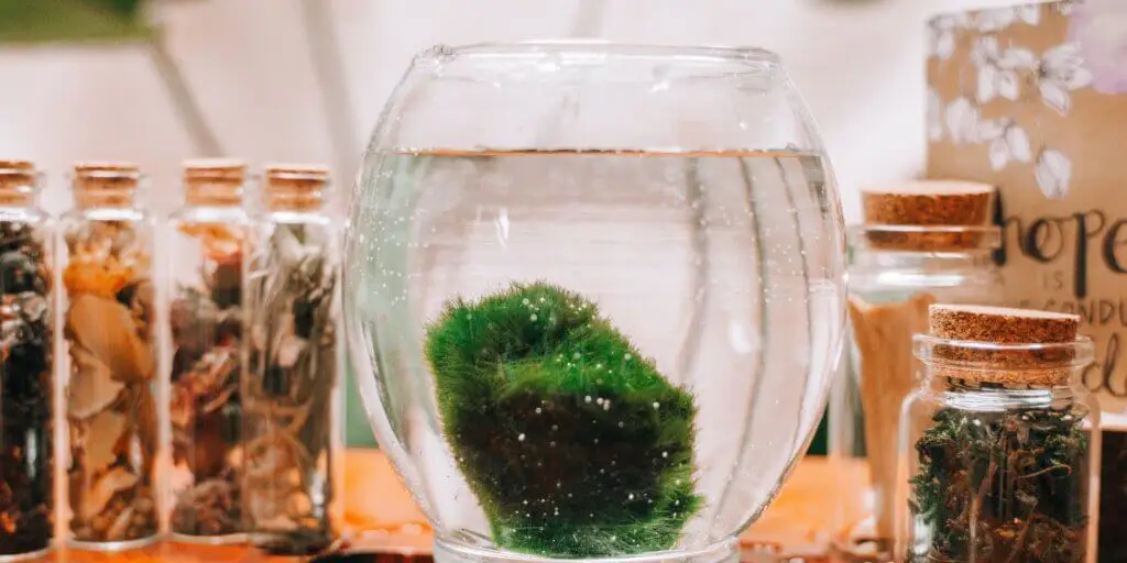 riasogula-marimo-cladophora-aegagropila-rastlinkovo