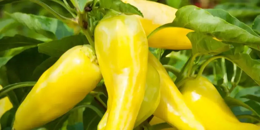 paprika-capsicum-rastlinkovo