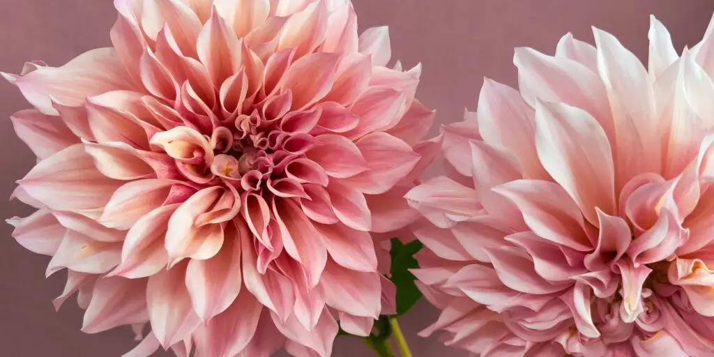 dahlia-rastlinkovo
