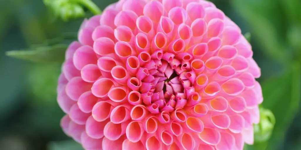 dahlia-rastlinkovo