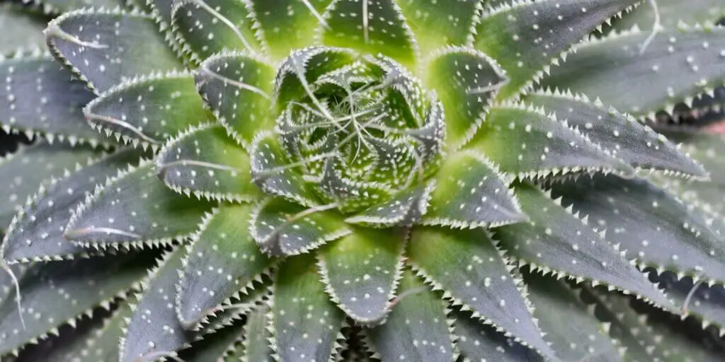 haworthia-havortia-rastlinkovo