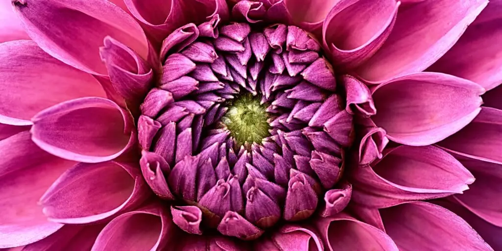 dahlia-rastlinkovo