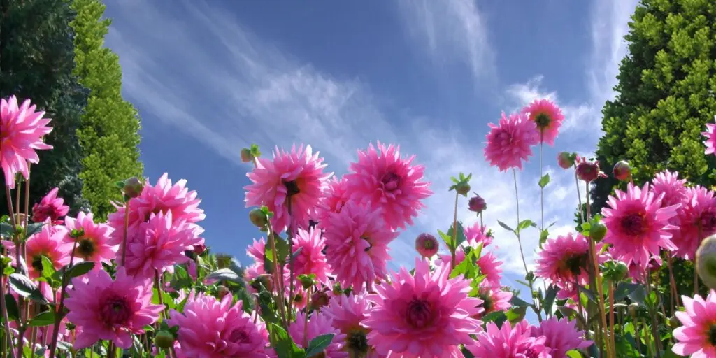 dahlia-rastlinkovo