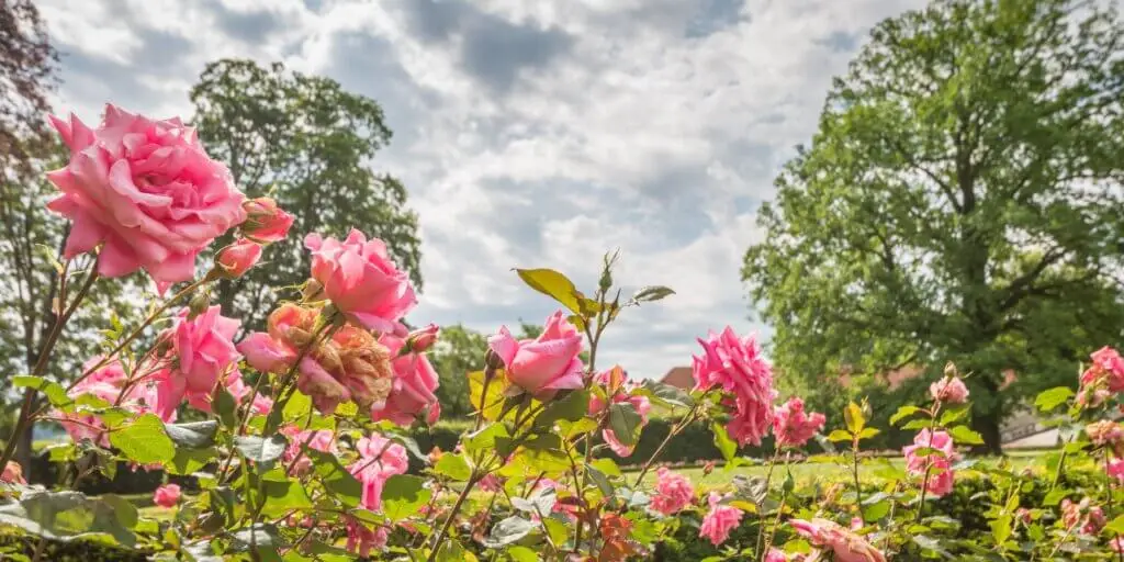 Jedlé kvety: Ktoré kvety sa využívajú v gastronómii? 6 ruze-ruza-rosa-rastlinkovo