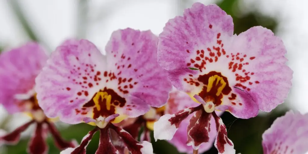 orchidea-oncidium-kvet-rastlinkovo