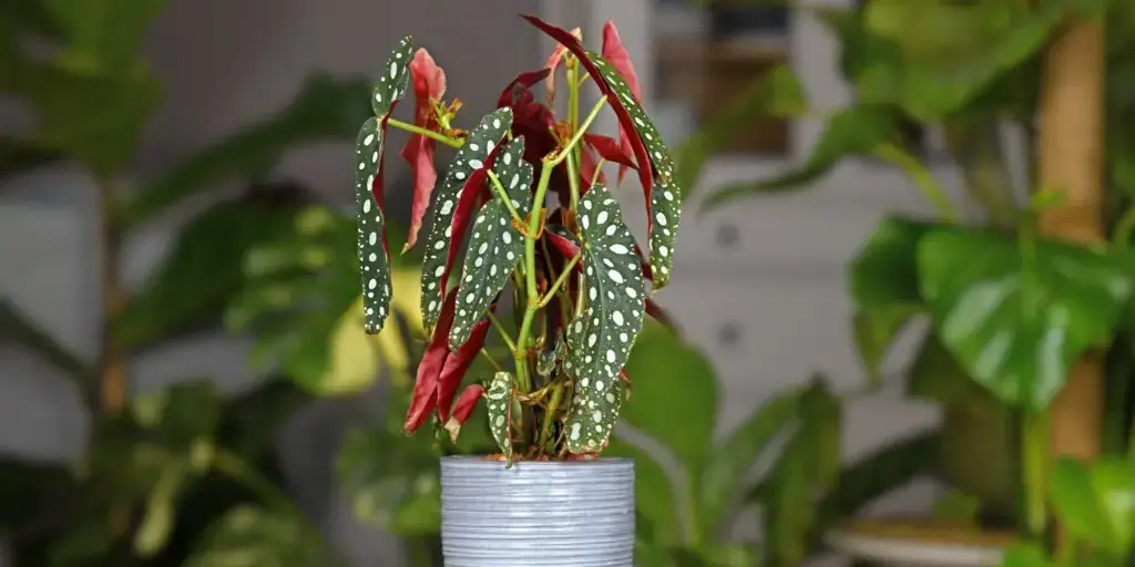 Fľaky na listoch: Čo znamenajú a ako ich riešiť? 1 flaky-na-listoch-begonia-rastlinkovo