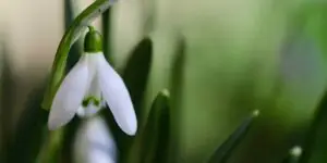 snezienky-galanthus-rastlinkovo