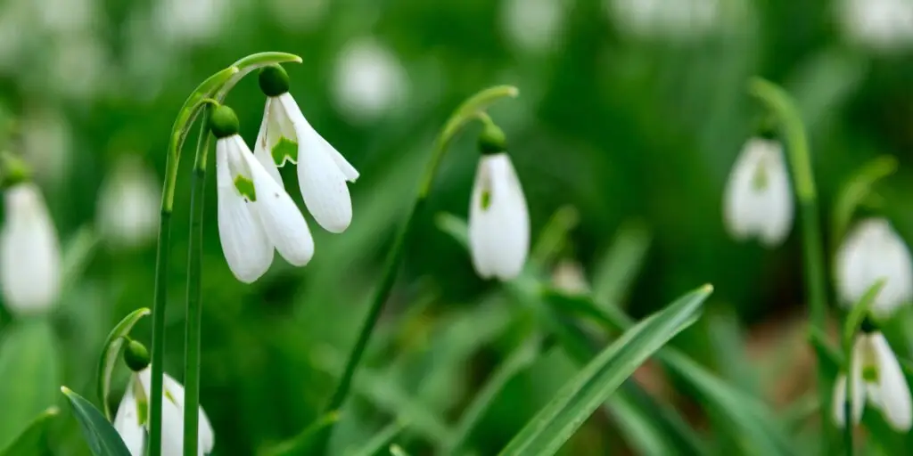 Snežienky: Prví poslovia jari 1 snezienky-galanthus-rastlinkovo