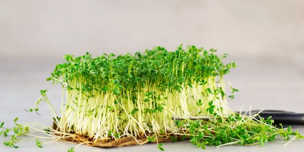 zerucha-mikrobylinky-microgreens-jedle-bylinky-rastlinkovo