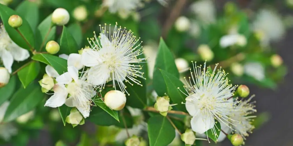 myrta-myrtus-rastlinkovo
