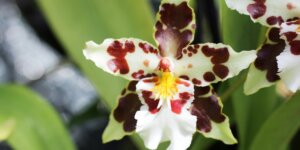 orchidea-oncidium-kvet-rastlinkovo