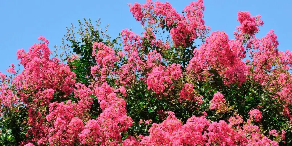 myrta-myrtus-rastlinkovo