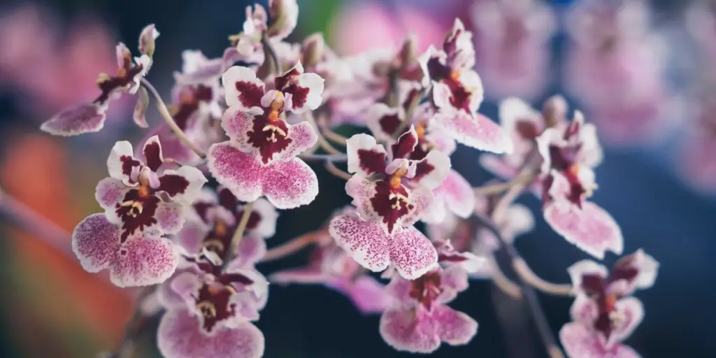 orchidea-oncidium-kvet-rastlinkovo