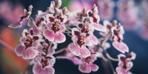 orchidea-oncidium-kvet-rastlinkovo