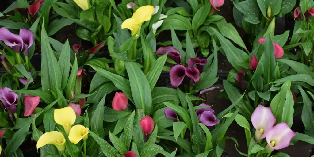 zantedeschia-kornutovka-rastlinkovo