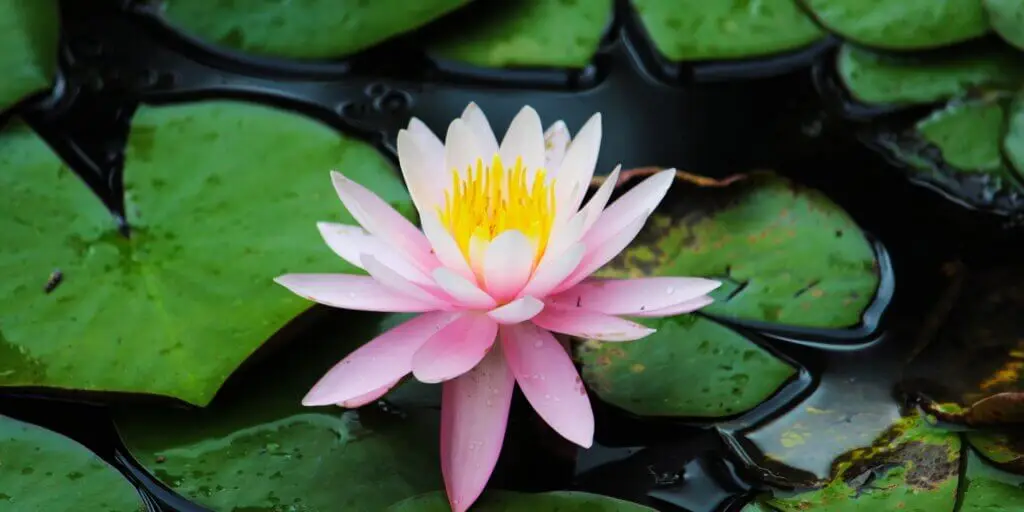 lekno-vodna-ruza-nymphaea-rastlinkovo