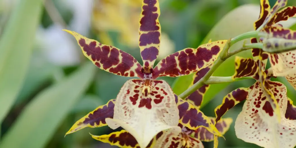 orchidea-oncidium-kvet-rastlinkovo