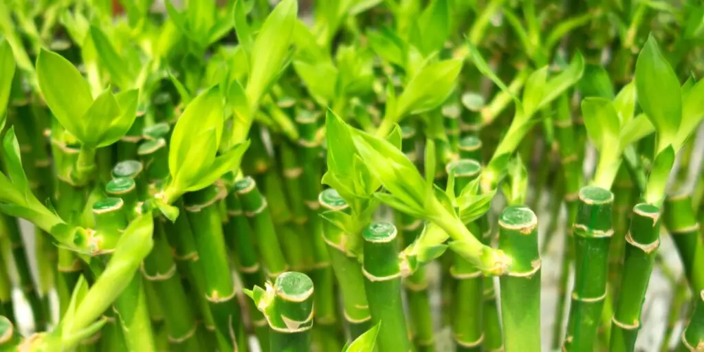 bambus-dracena-lucky-bamboo-rastlinkovo