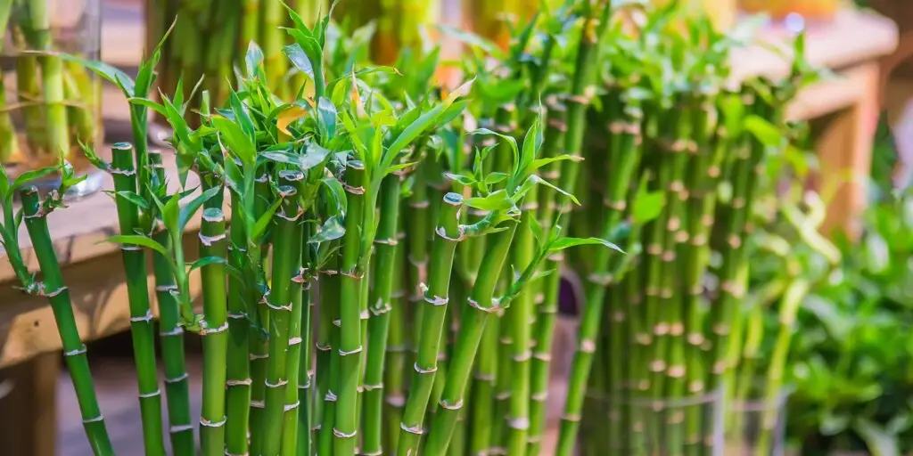 bambus-dracena-lucky-bamboo-rastlinkovo