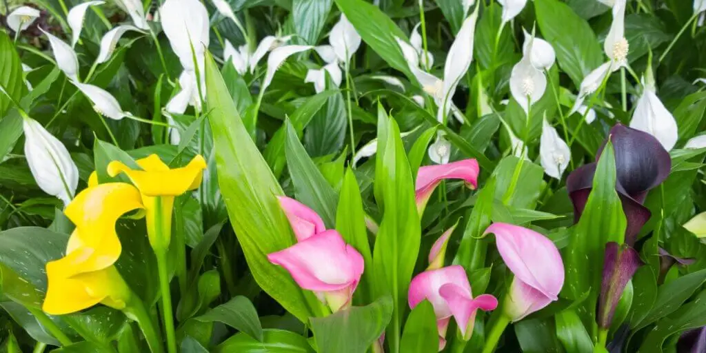 zantedeschia-kornutovka-rastlinkovo