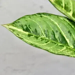 aglaonema-green-frost-rastlinkovo