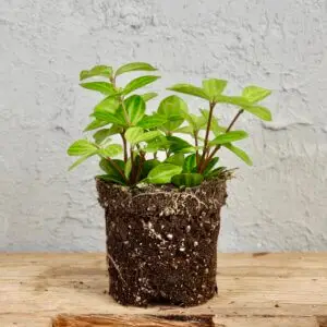 peperomia-green-leaf-rastlinkovo