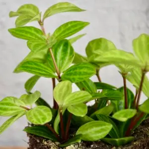peperomia-green-leaf-rastlinkovo