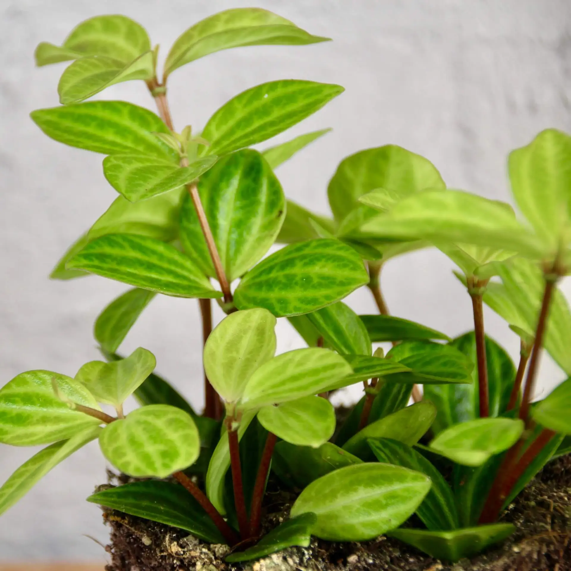 Peperomia Green Leaf 2 peperomia-green-leaf-rastlinkovo