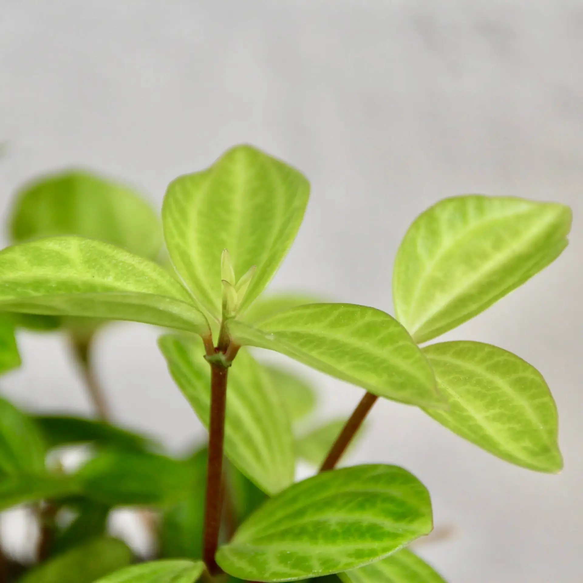 Peperomia Green Leaf 1 peperomia-green-leaf-rastlinkovo