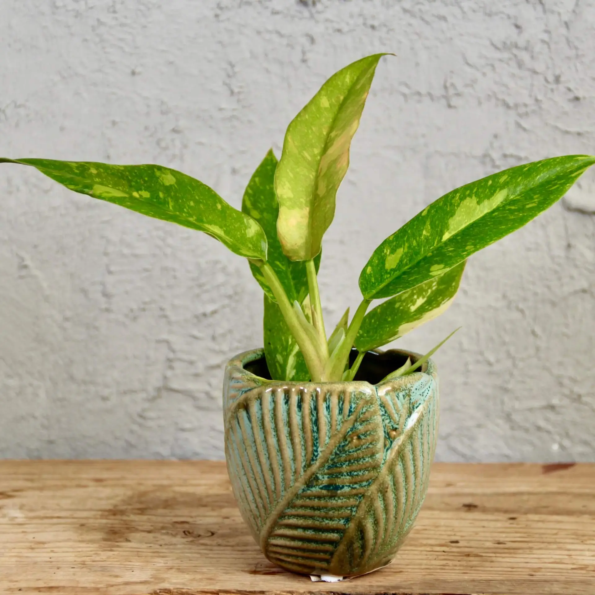 Philodendron Ring of fire baby 2 philodendron-ring-of-fire-rastlinkovo