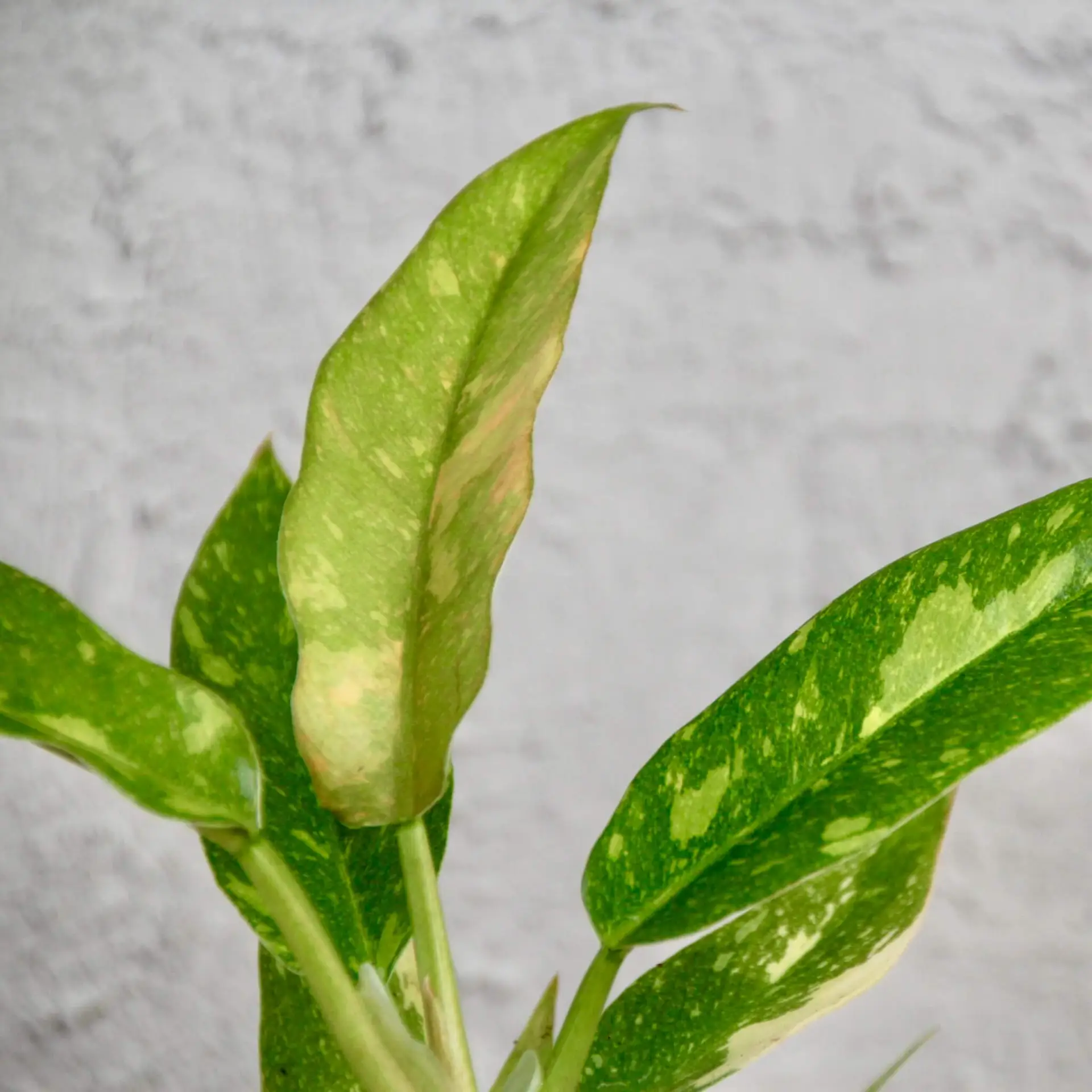E-shop Philodendron Ring of fire baby